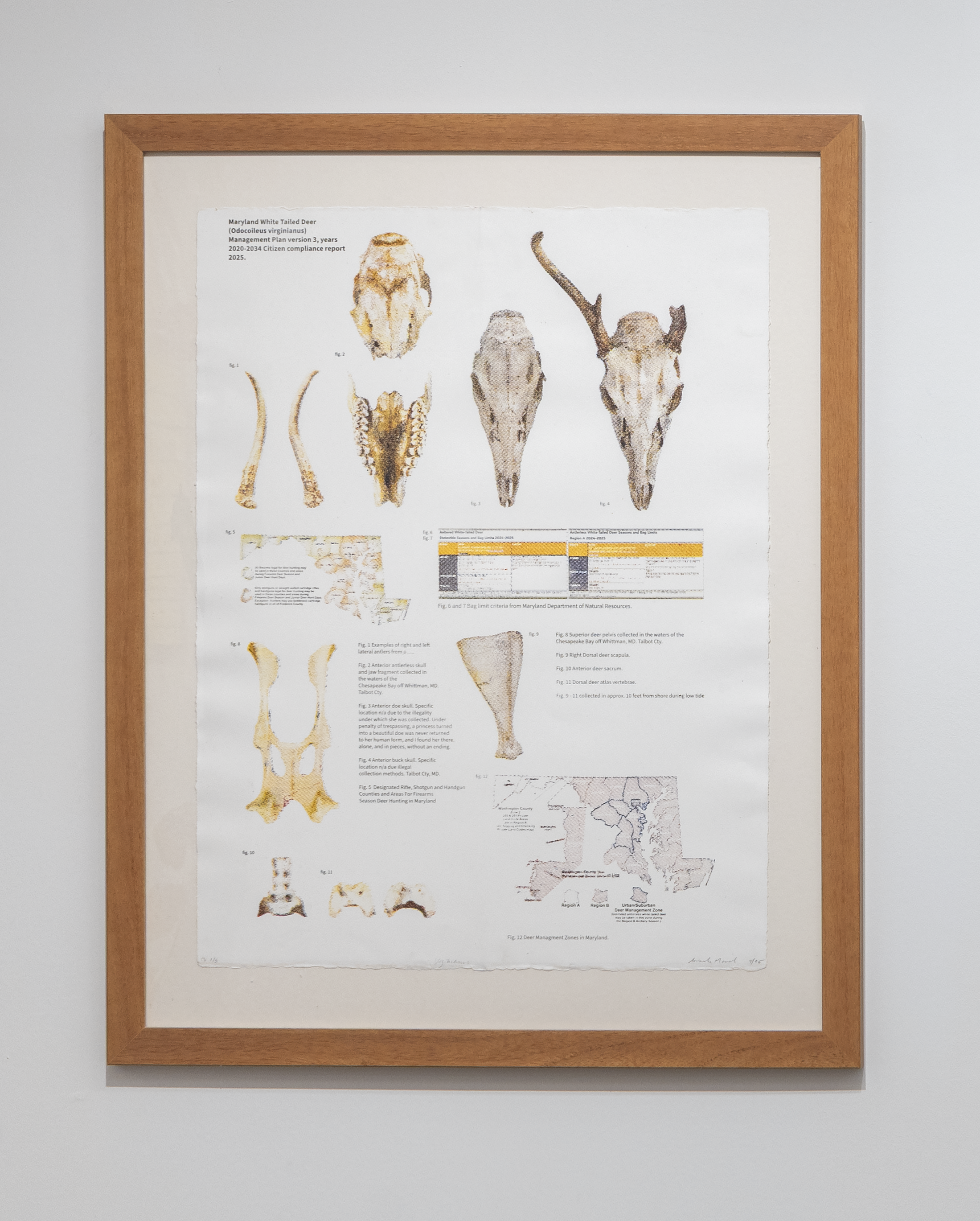 Virginianus 26” x 19.25”, Photolithograph. 2025