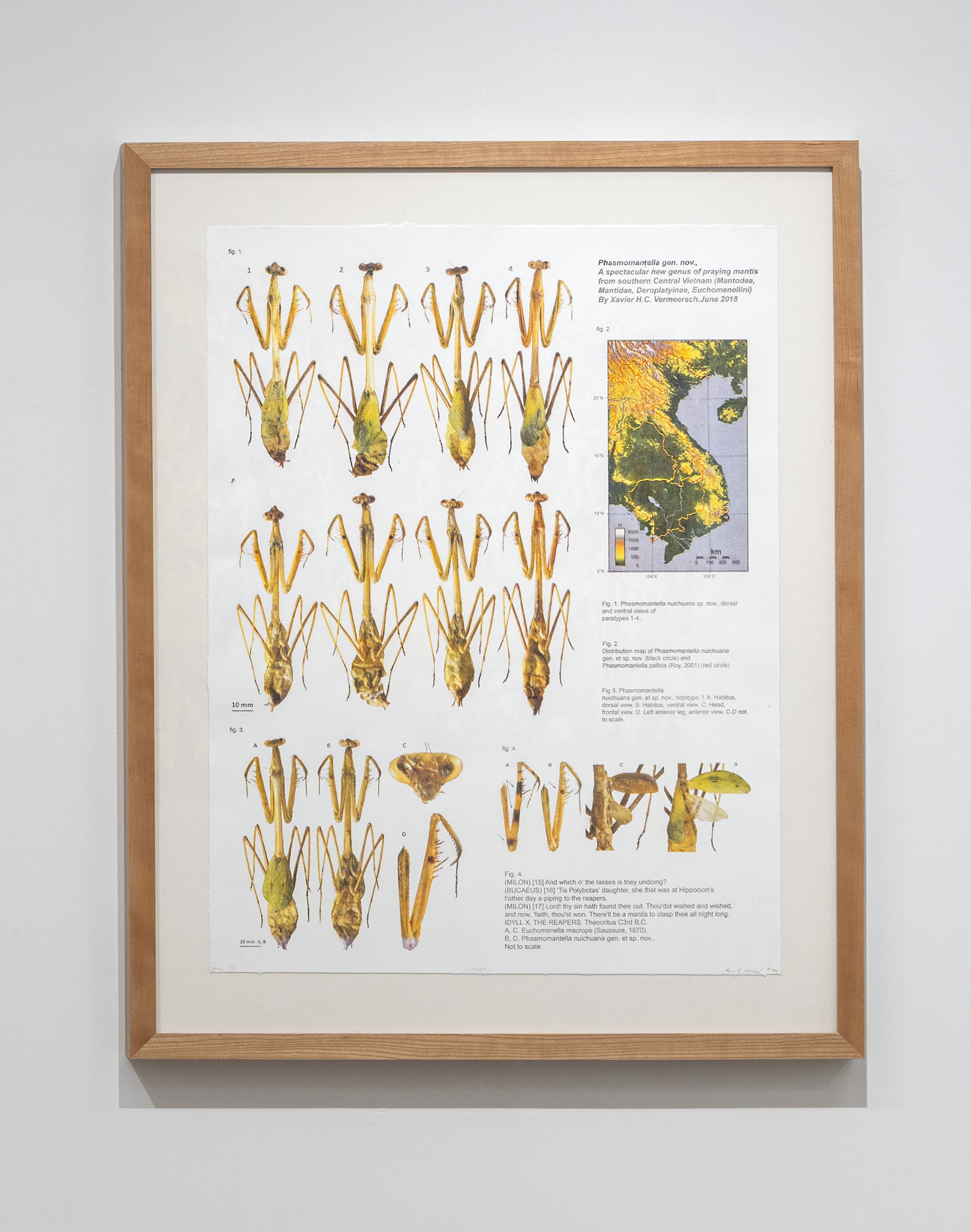 Phasm 24.25” x 18.25”. Photolithograph. 2025.