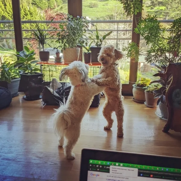 Two dogs standing on back legs while playing indoors