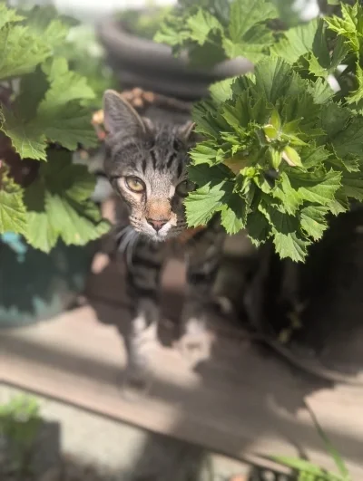 Cat looking at camera from behind small green potted plants
