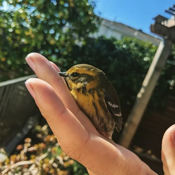 Person holding a small bird in hand