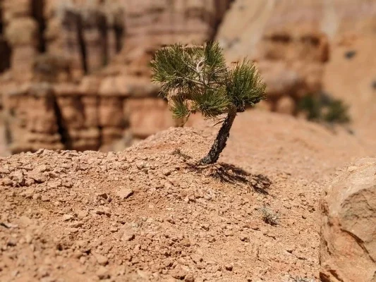 Close up of tiny pine plant growing in red sand desert