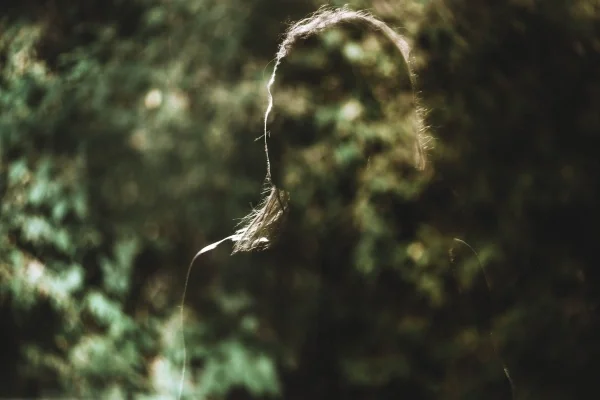 Silhouette of a person standing in a green space