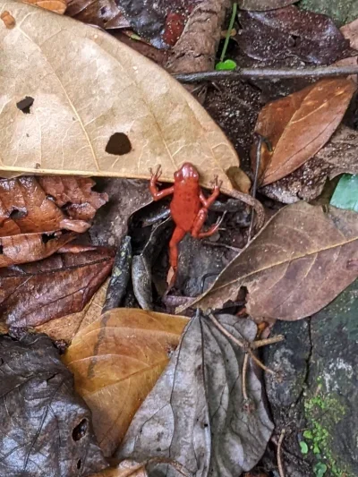 Strawberry poison dart frog walking along dry leaves