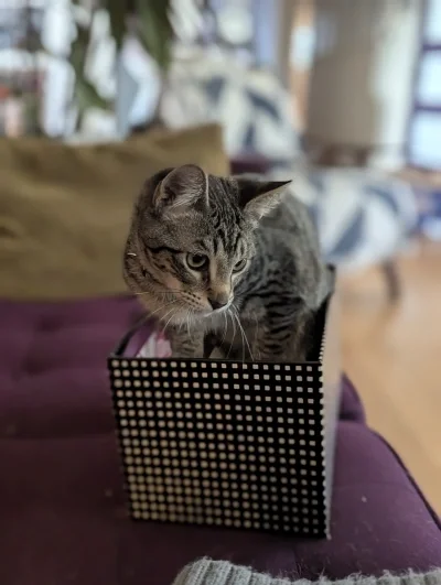 A cat sitting in a small box looking to the side