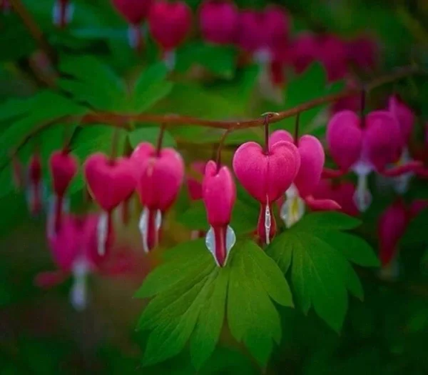 Close up of pink heart shaped flowers on a plant