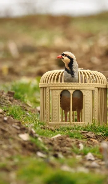 Bird poking its head out of a cage