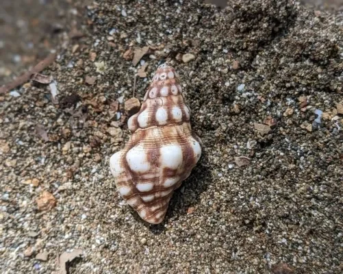 Close up of spiral shell in sand