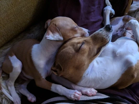 Two dogs cuddled up sleeping