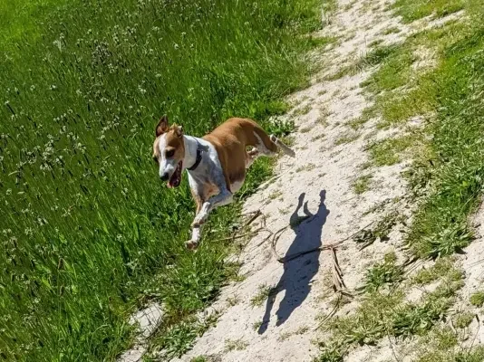 Small dog in mid stride of run with tongue out