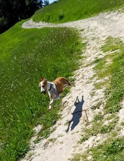 Dog running and looking like it's floating