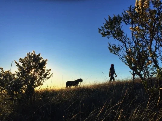 Silhouette of a person walking a dog on a hill at sunset