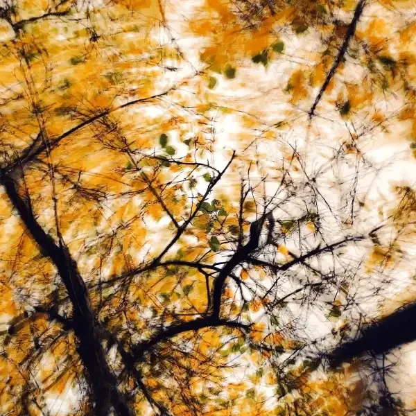 Abstract image looking up at tree branches and yellow leaves