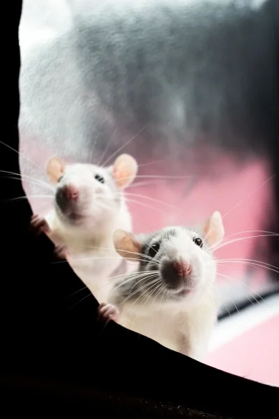What the Rat Park Experiment Teaches Us About Addiction