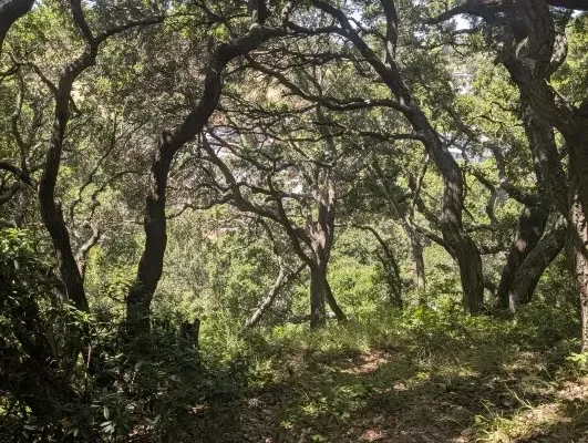 Forest with canopy overhead and curvy branches
