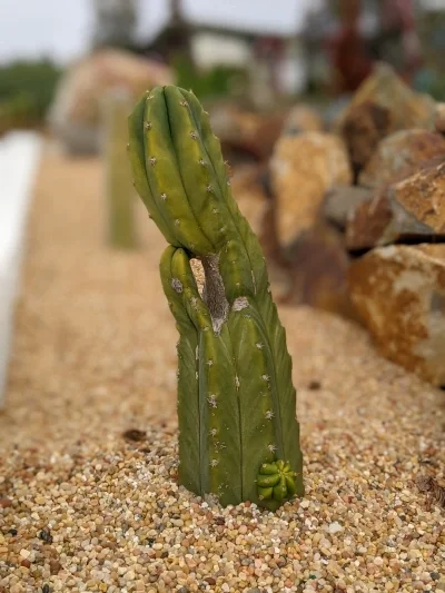 Close up of cactus growing with a hole in it
