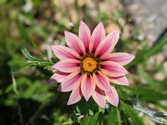 Large pink flower with pointy pedals and a yellow center