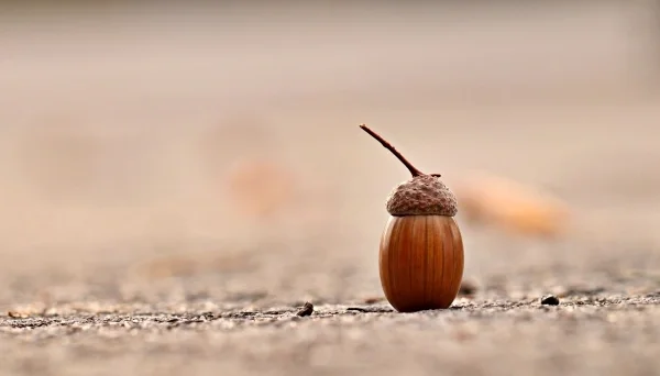 Close up of an acorn standing up straight