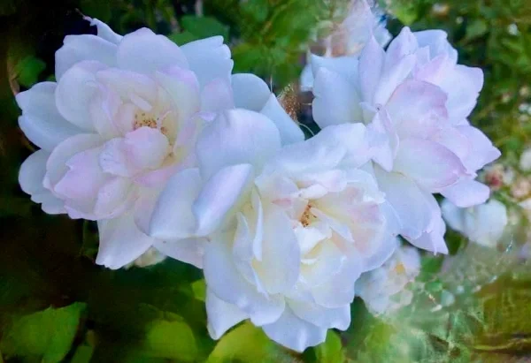 Three white and pale pink flowers growing together