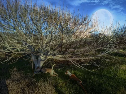 Two dogs running under a wide tree with countless leafless branches
