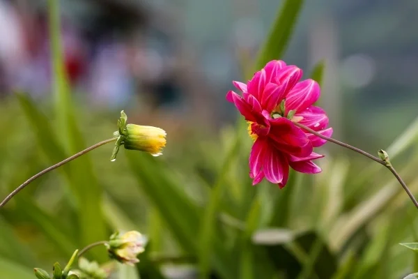 Two colorful flowers growing towards each other outside