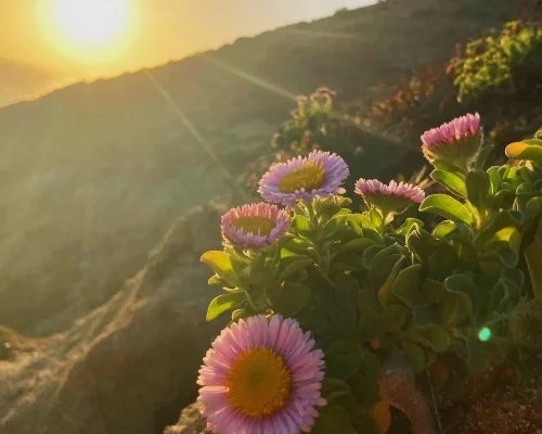 Pink flowers on hillside at sunset