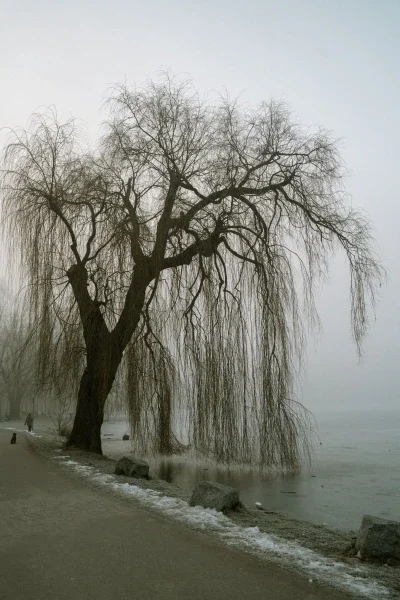 What Francis Weller's Five Gates of Grief Teach Us About Mourning