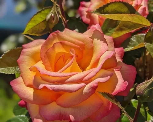 Close up of pinkish/yellowish rose in bloom