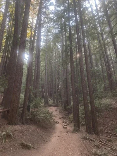 Dirt path through a forest of tall trees
