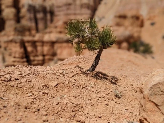 Close up of small plant growing in the desert