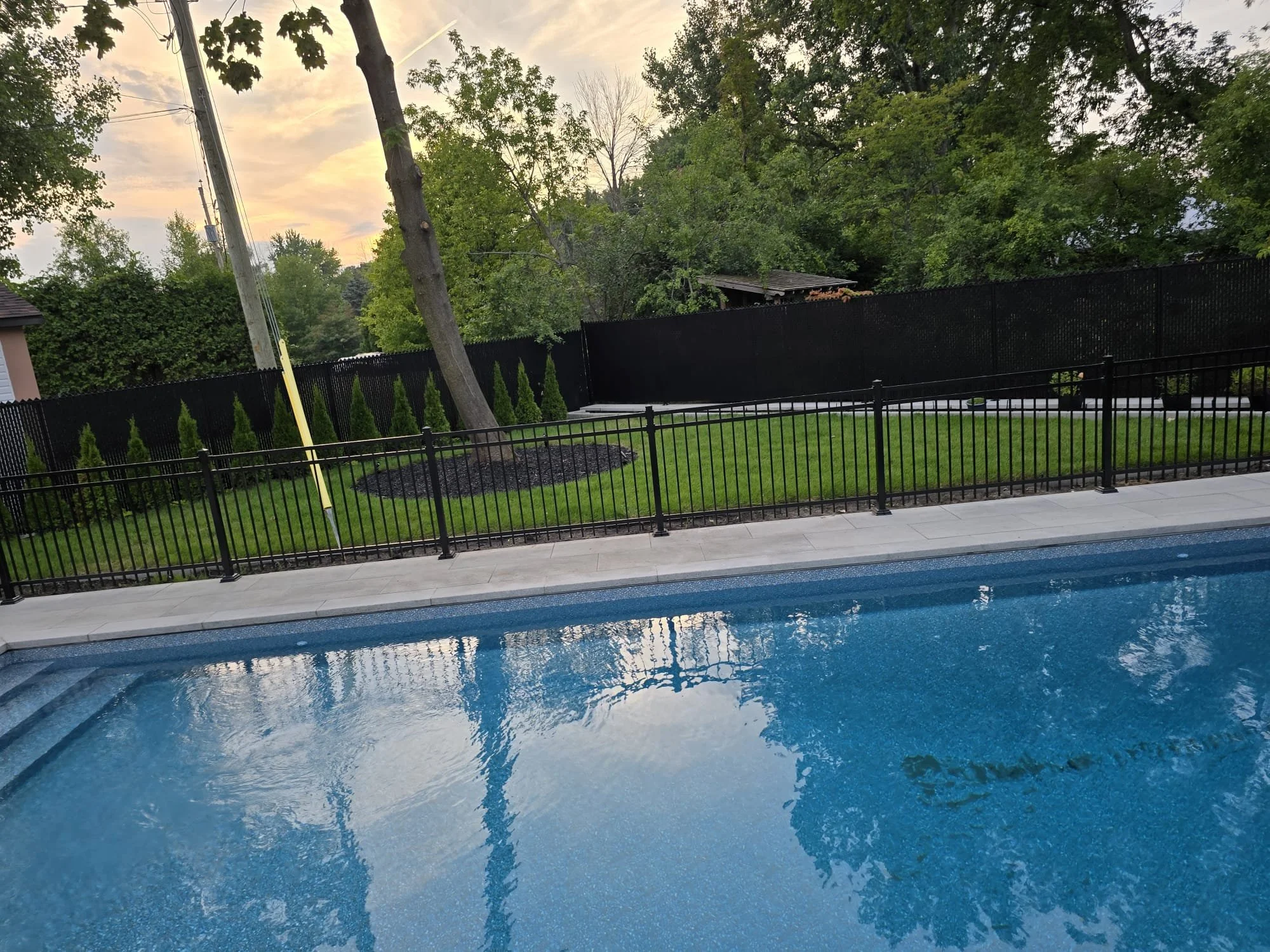 A backyard swimming pool with a black iron fence and a grassy area with a tree, small shrubs, and a black privacy fence, during sunset.