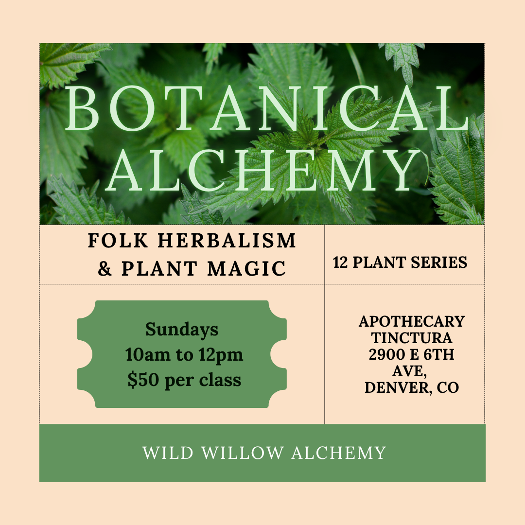 Botanical Alchemy: Chamomile