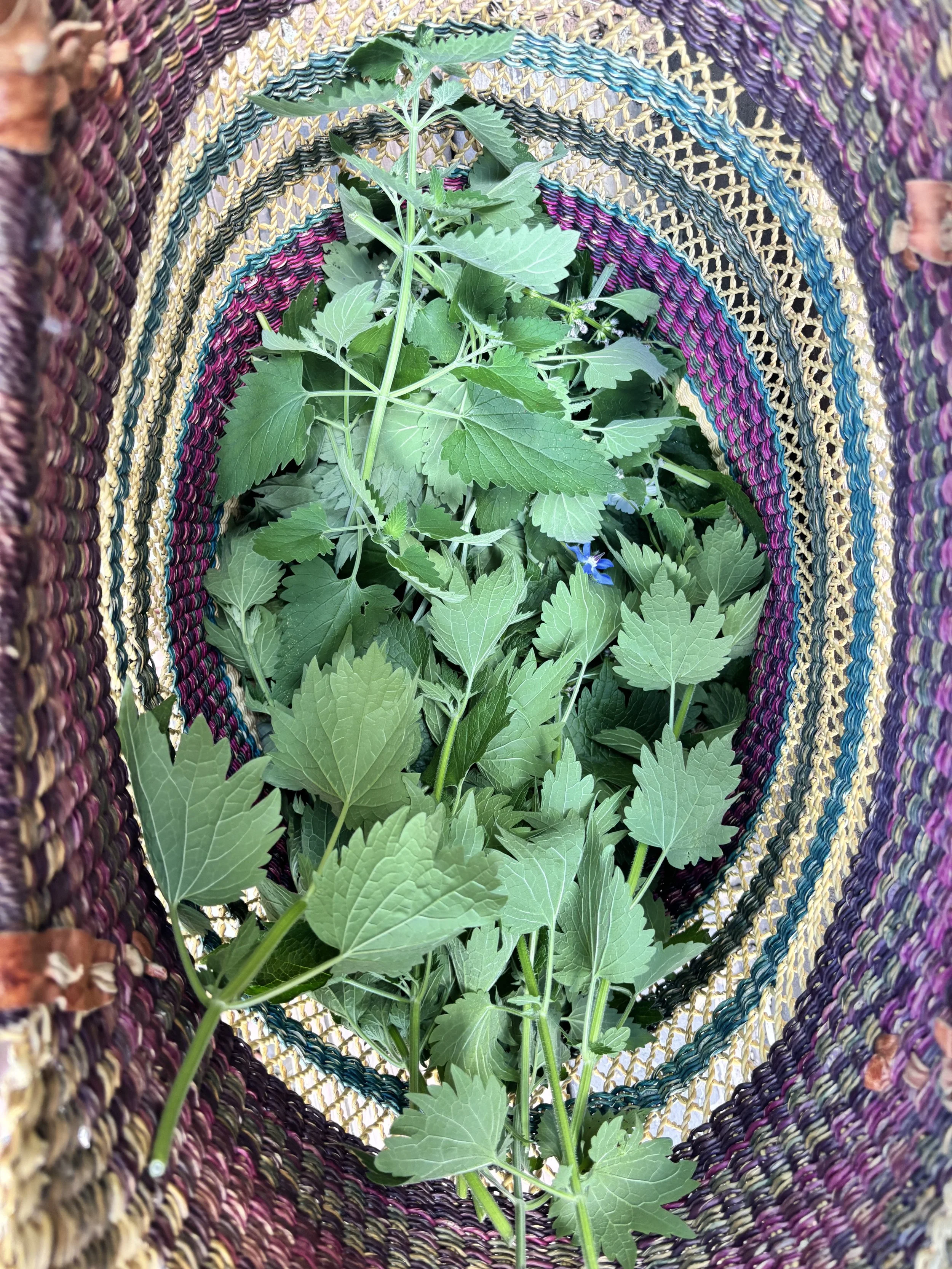 Autumn Equinox Day Retreat: A Gathering for Ritual, Herbalism &amp; Seasonal Preparation