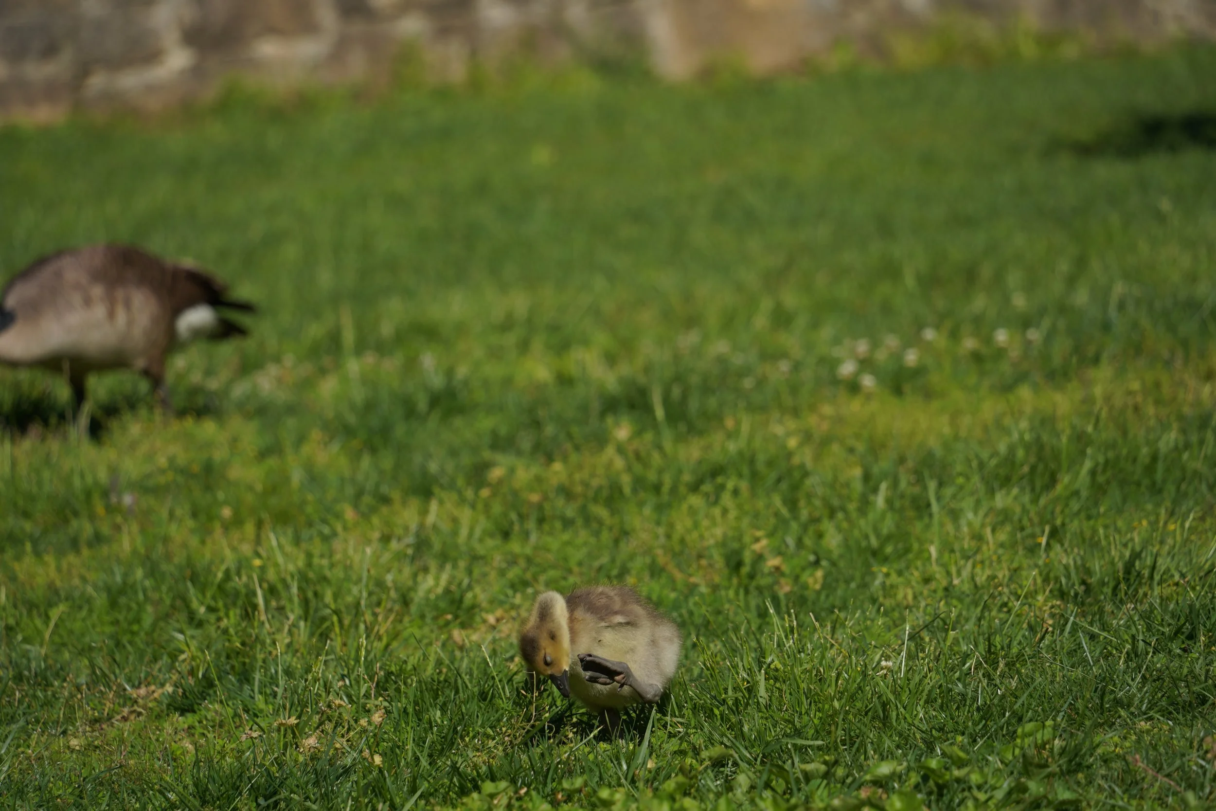 DSC05580.JPG