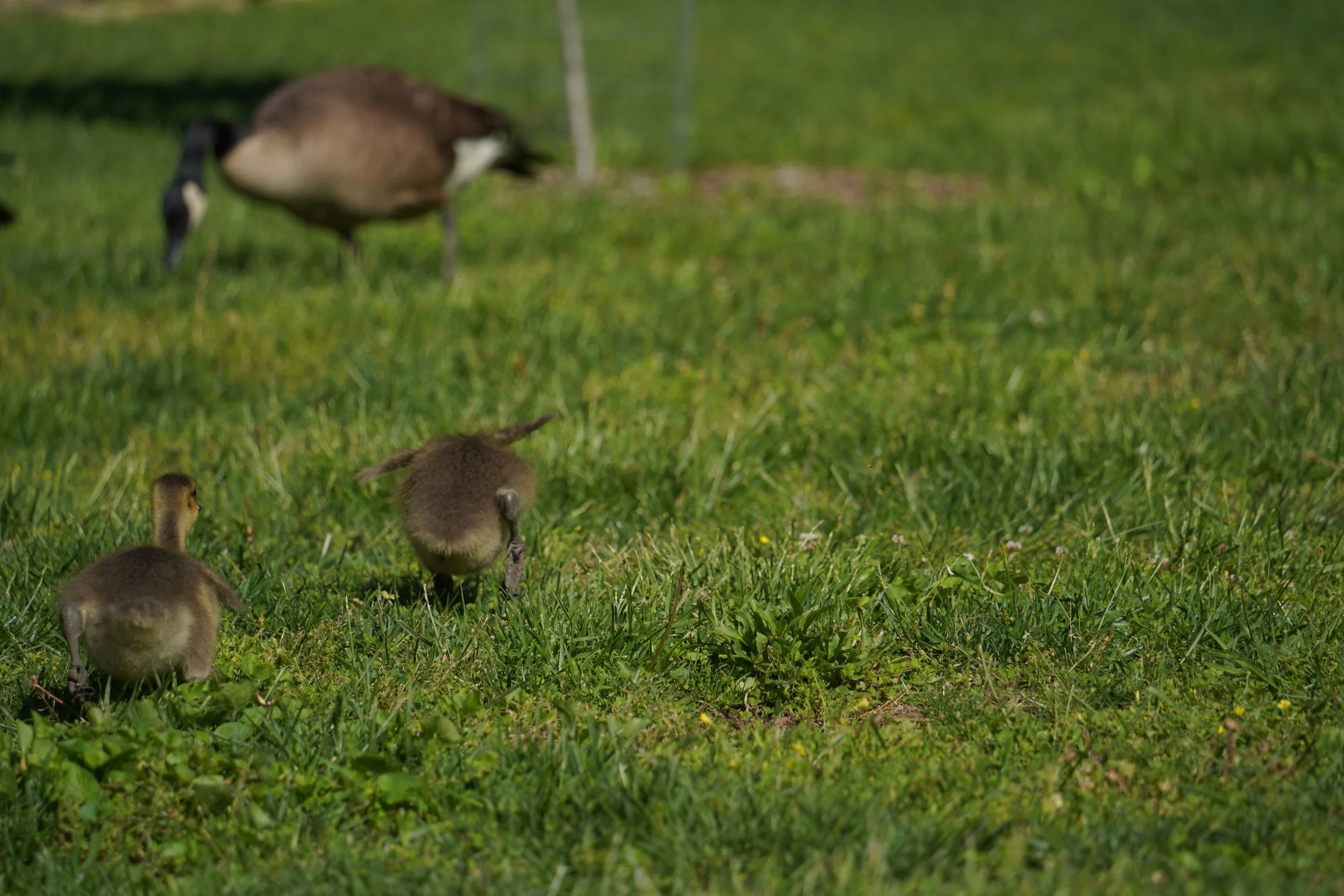 DSC05590.JPG