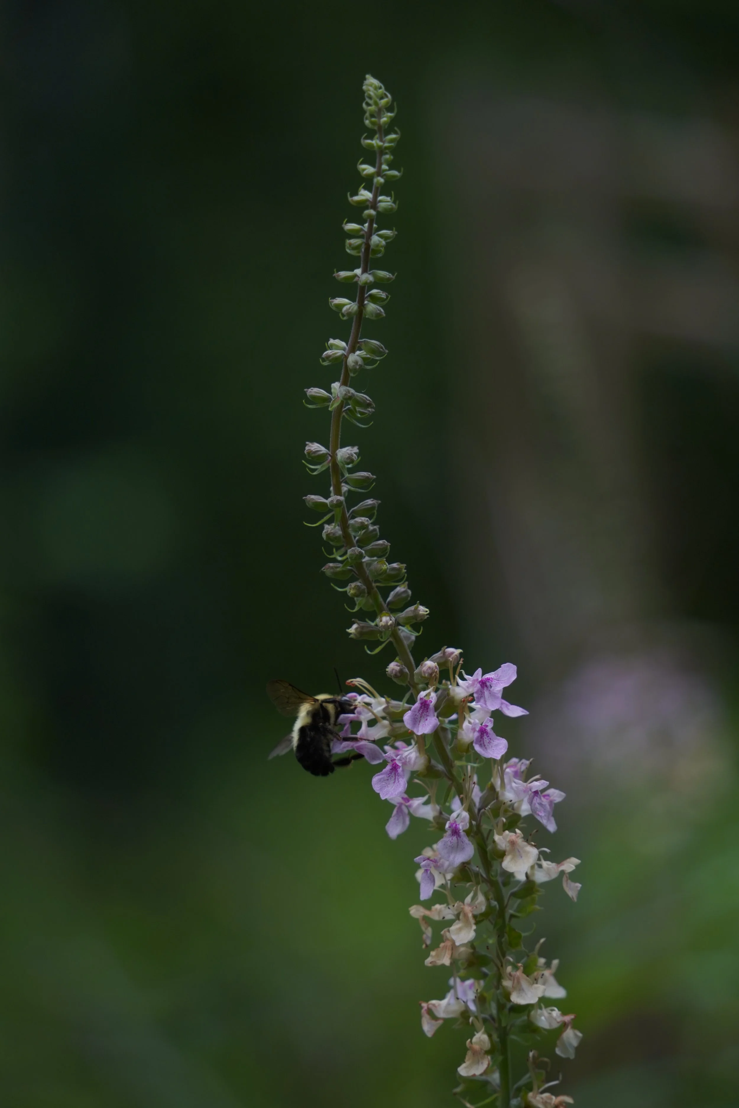 DSC06530.JPG