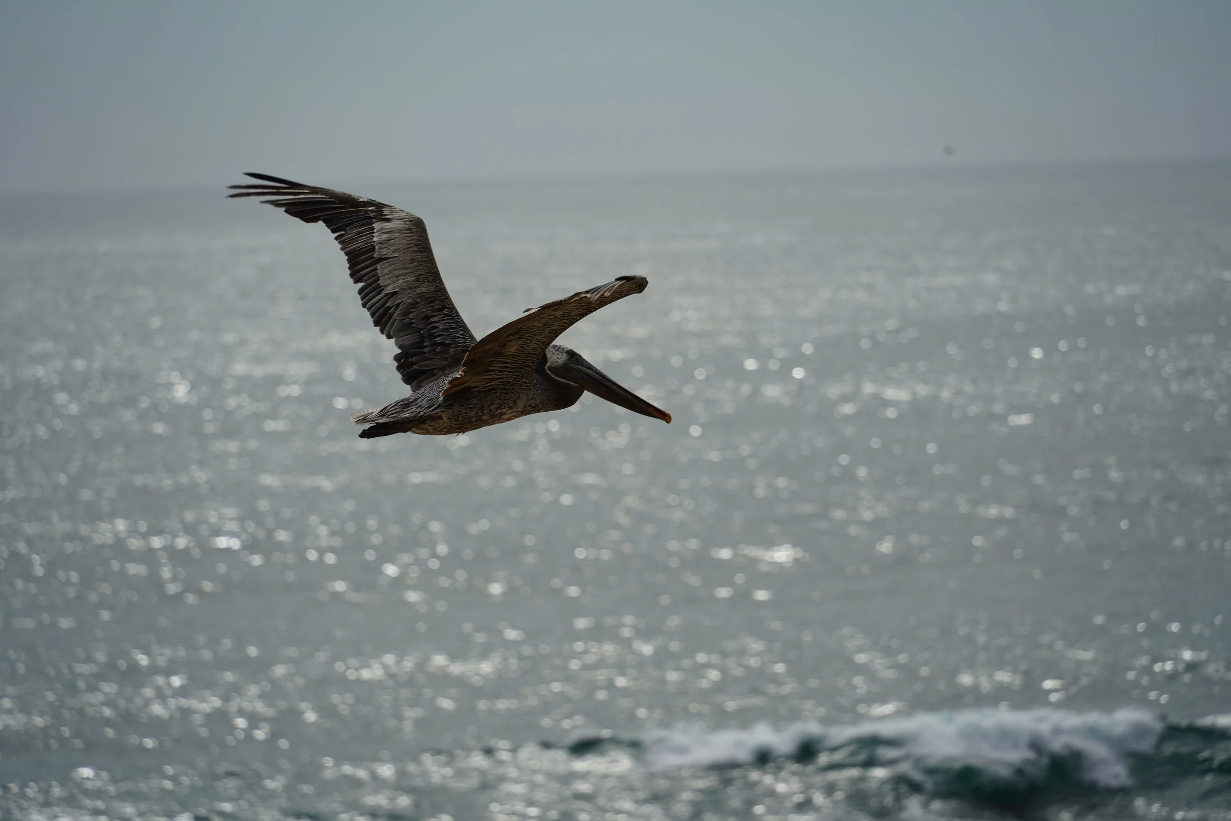 DSC09543.JPG