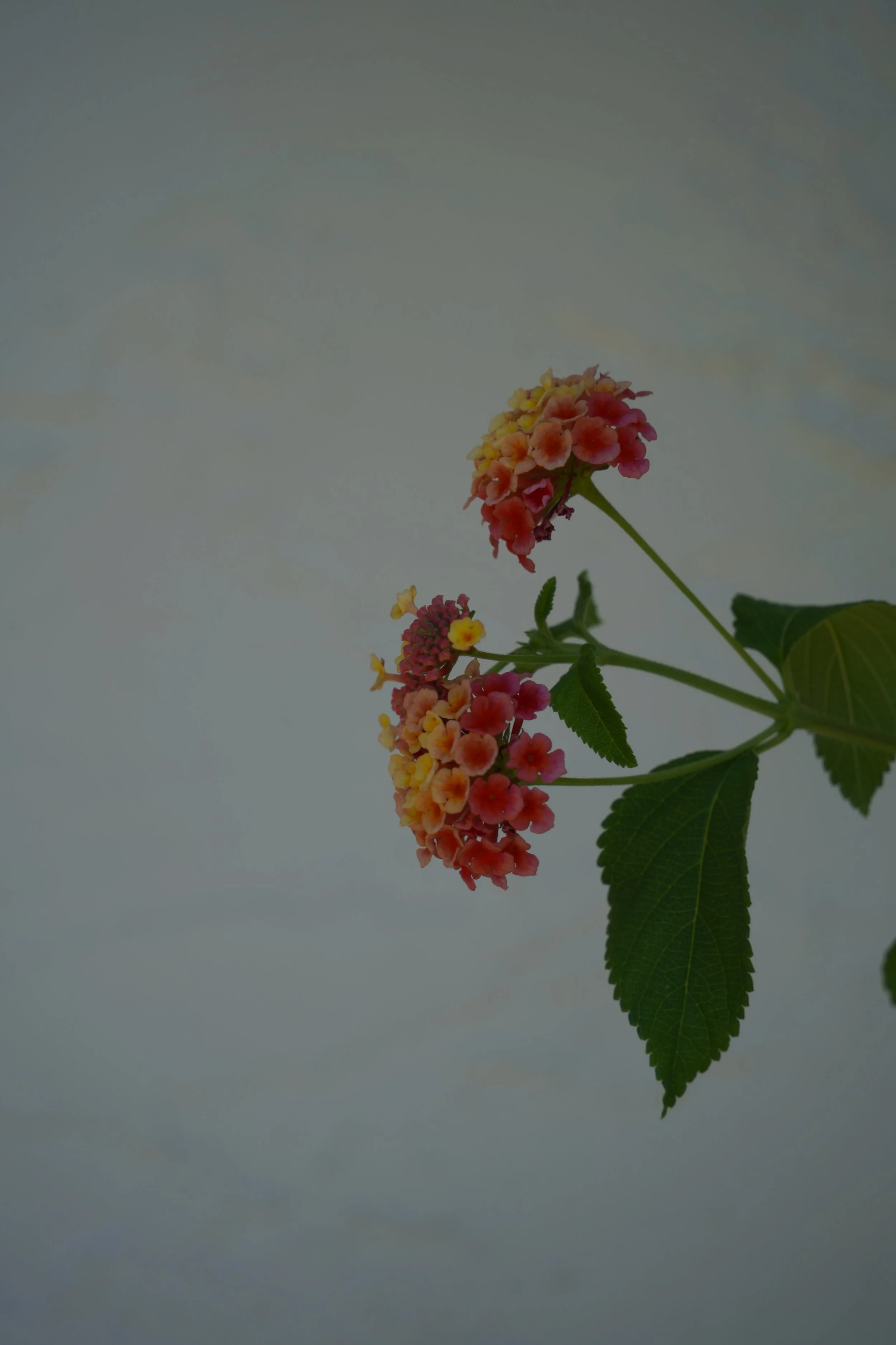 DSC09890.JPG