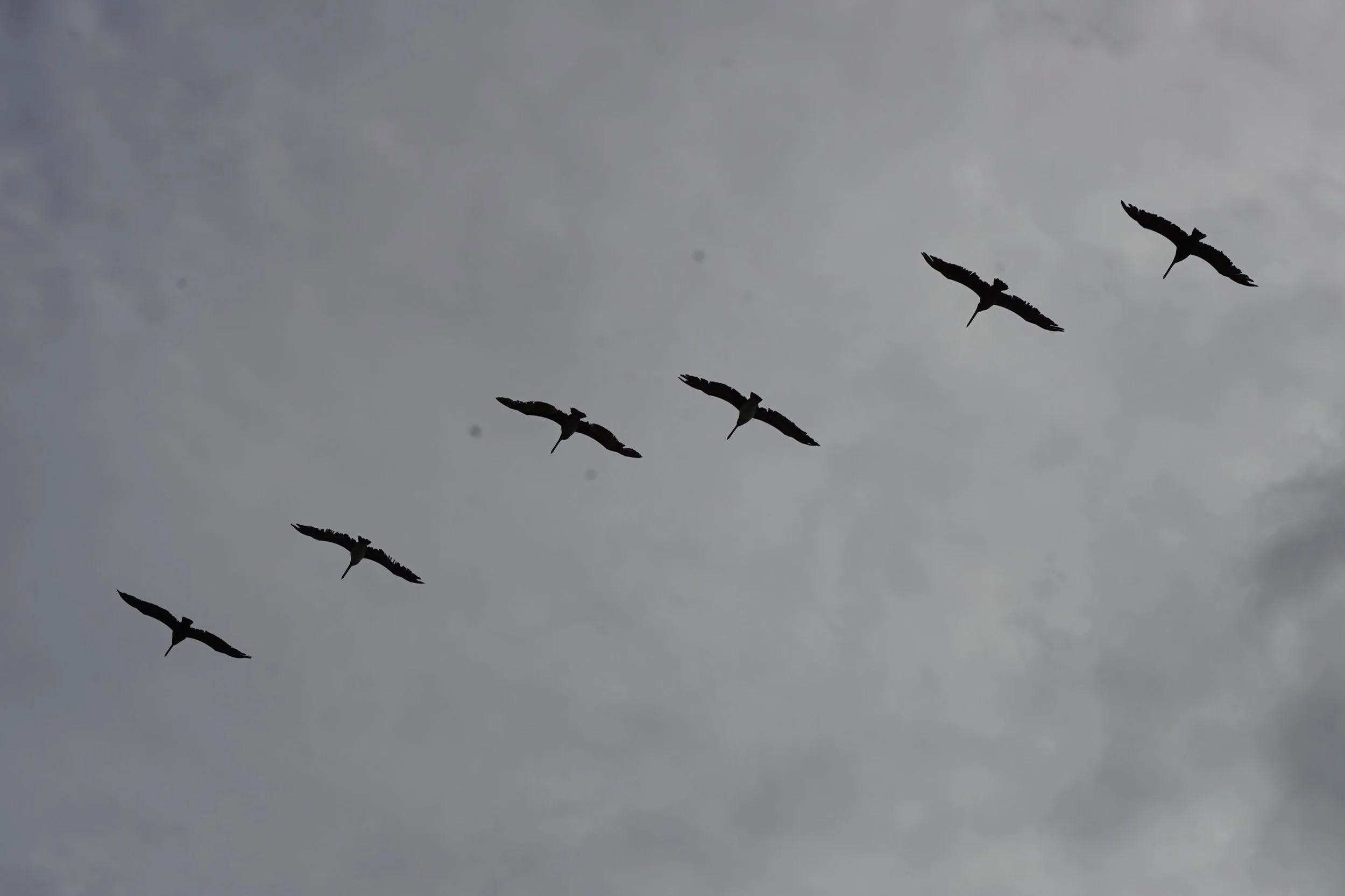 DSC09461.1.JPG