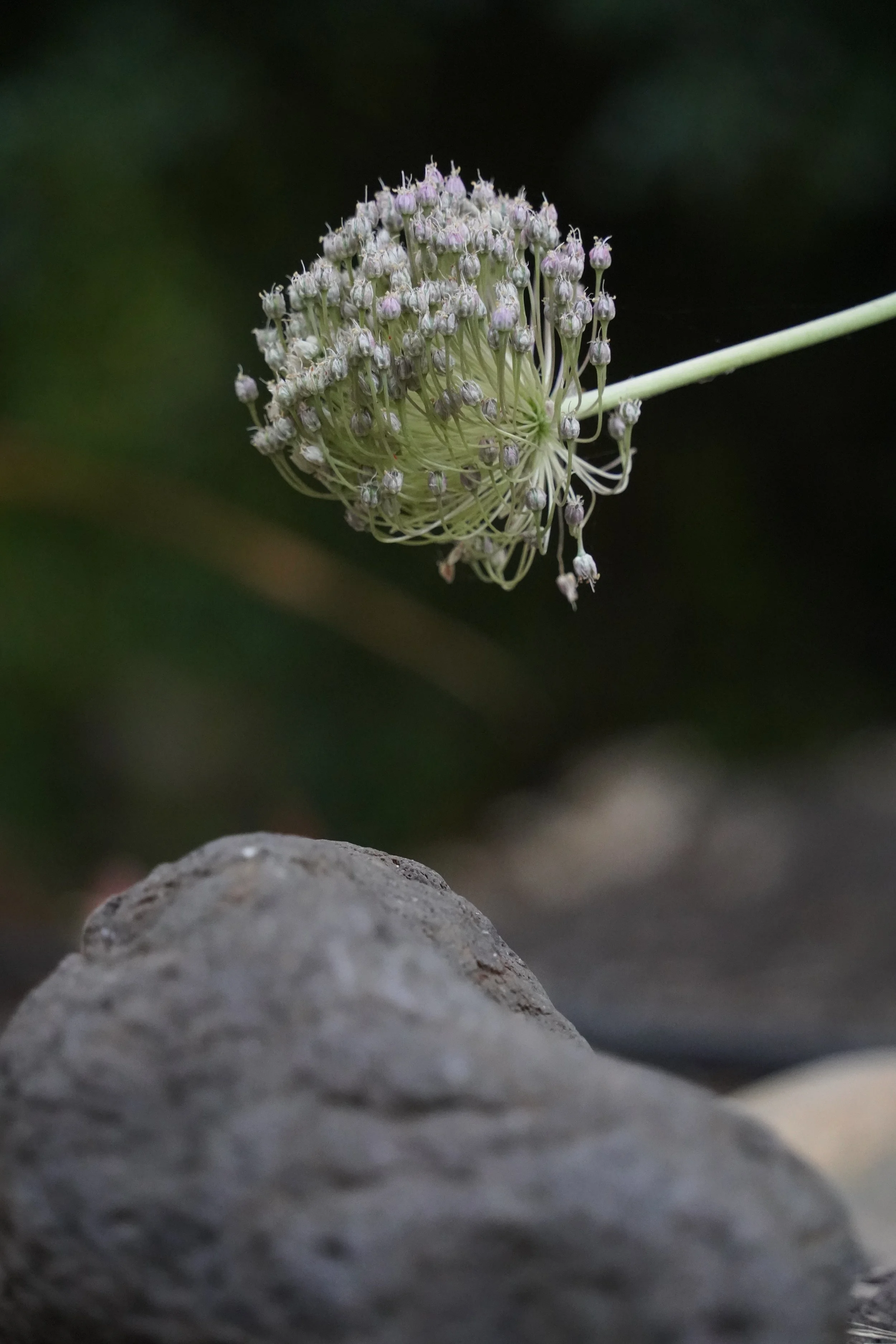 DSC08124.JPG