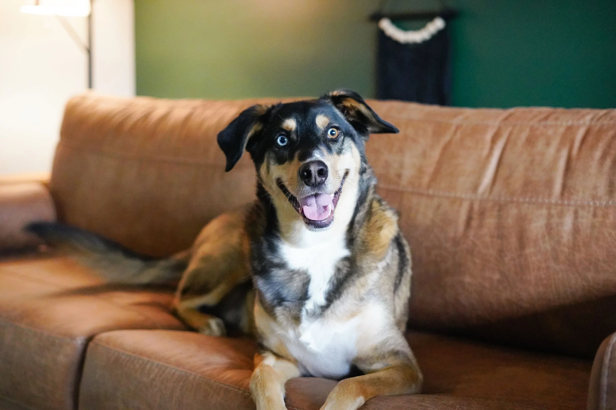 A happy mixed-breed dog with black, tan, and white fur sitting on a brown couch indoors, looking at the camera with its mouth open.