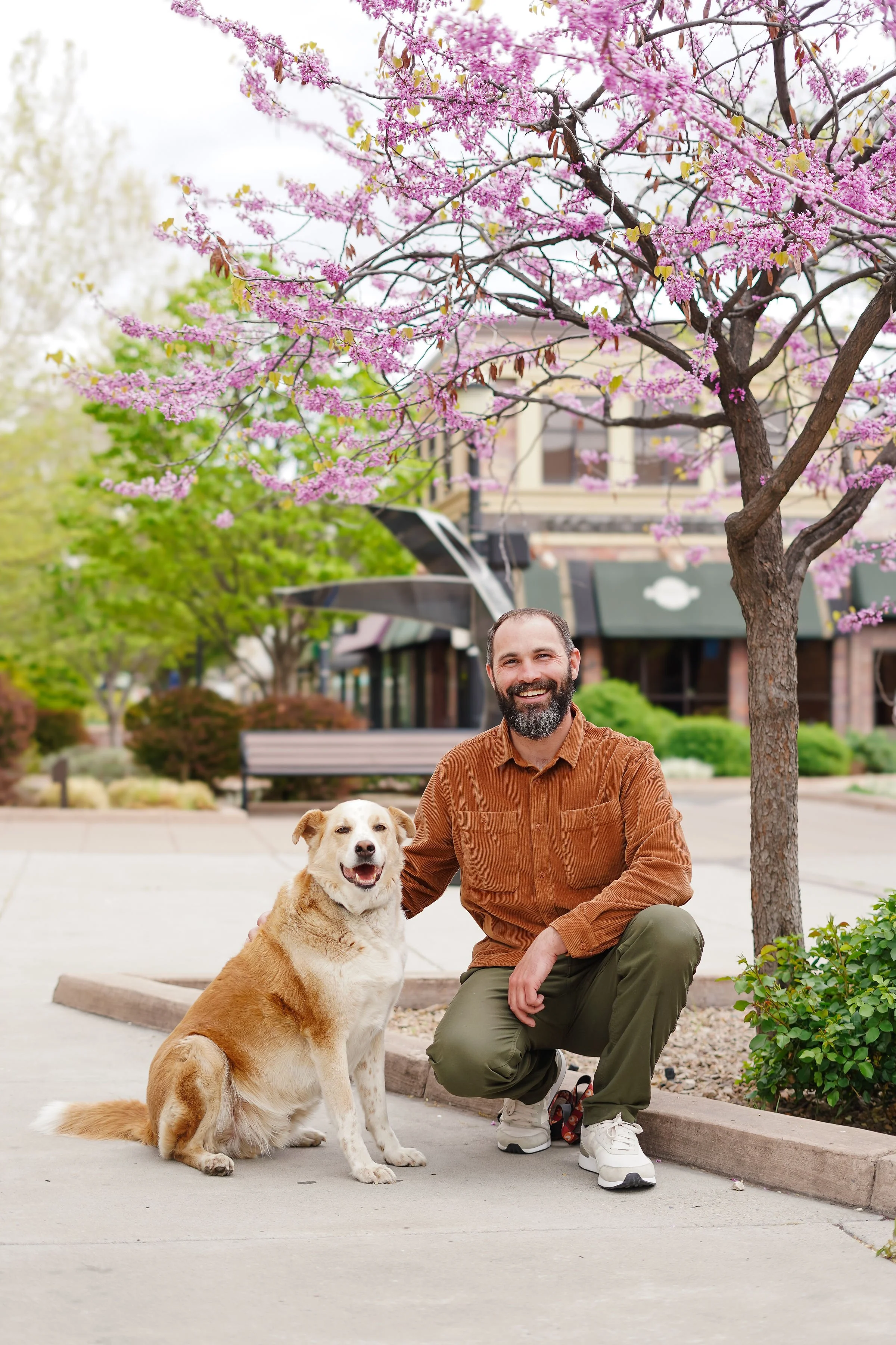 A man with a beard and a brown shirt kneels next to a sitting large, golden and white dog under a pink flowering tree in a city sidewalk area. The background shows other trees, a bench, and buildings.