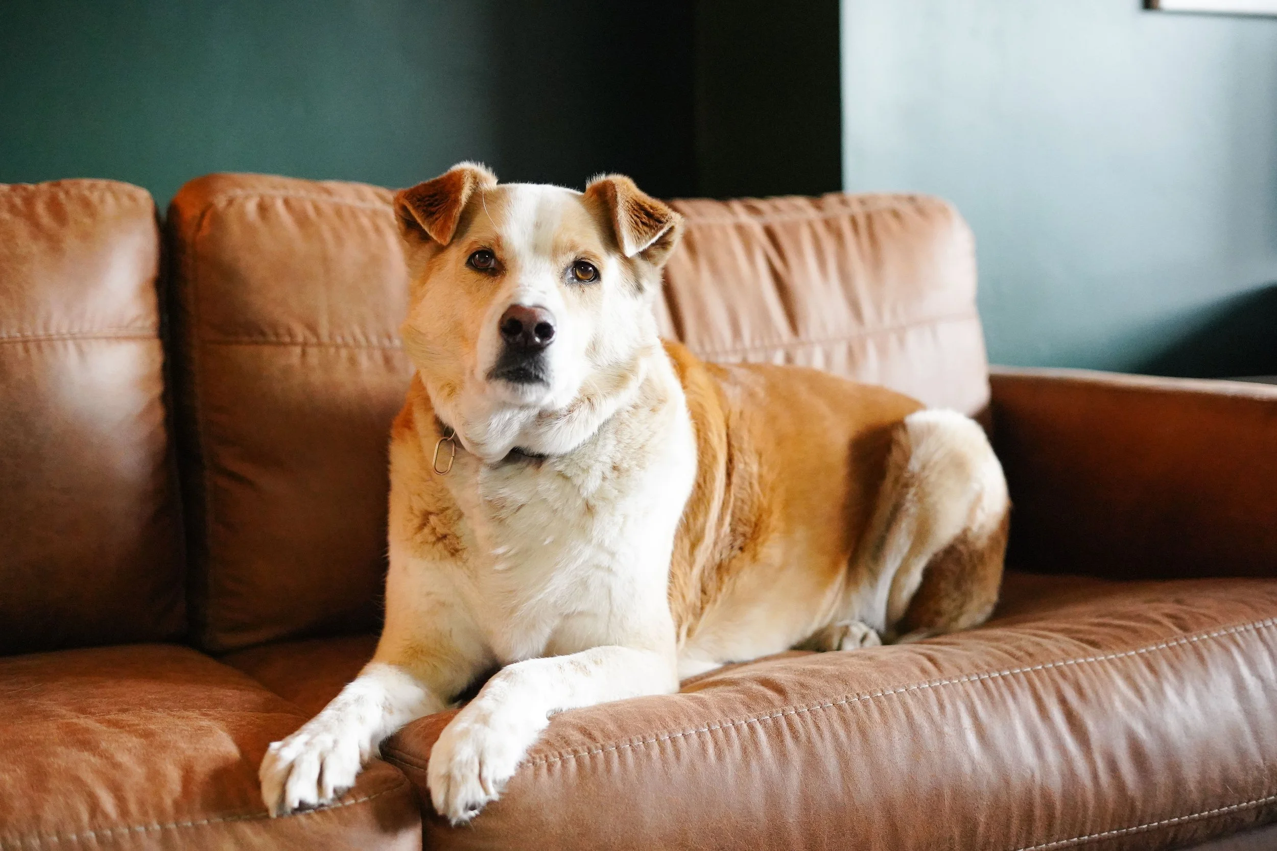 A dog with tan and white fur lies on a brown leather couch, looking at the camera.