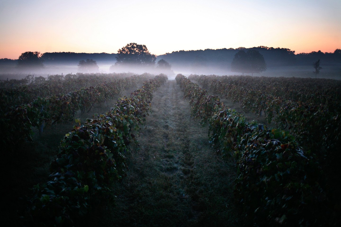angies_vineyard03.jpg