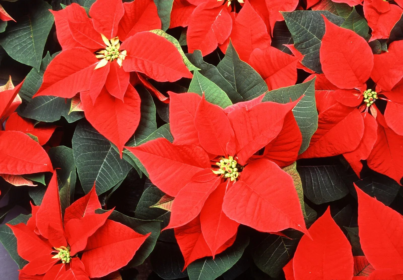Poinsettia.jpg.webp