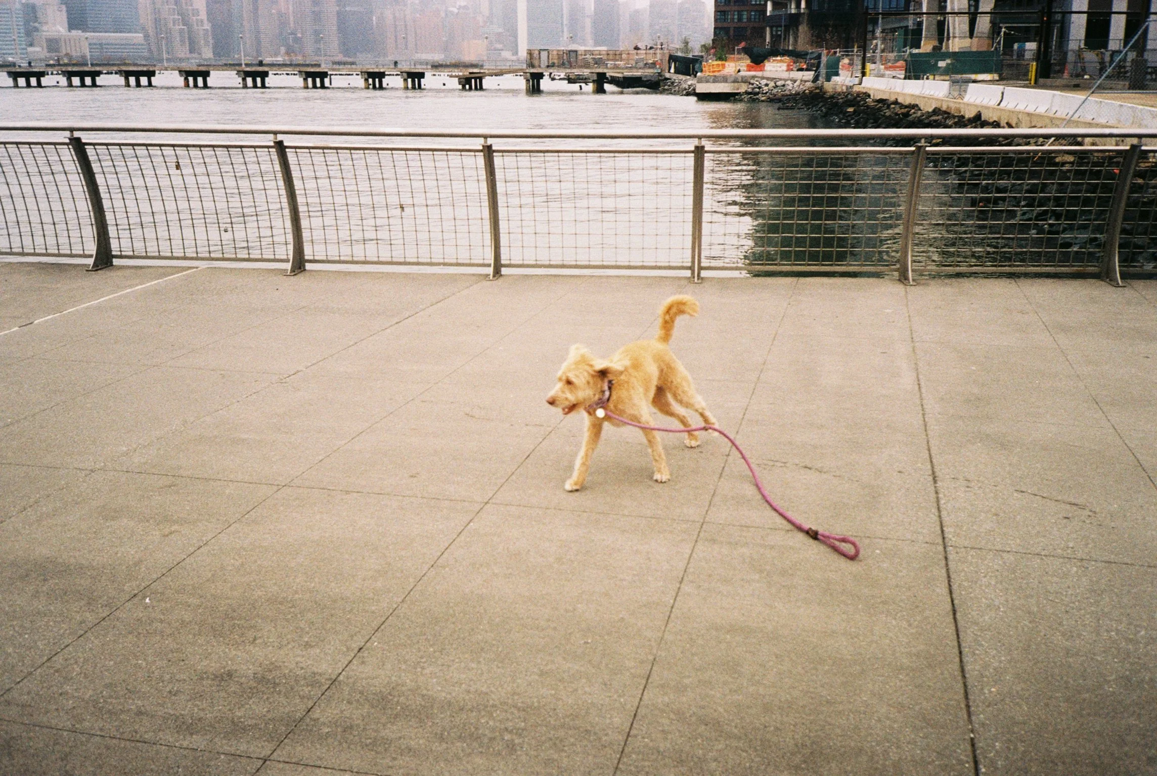 IMG_8008.jpeg