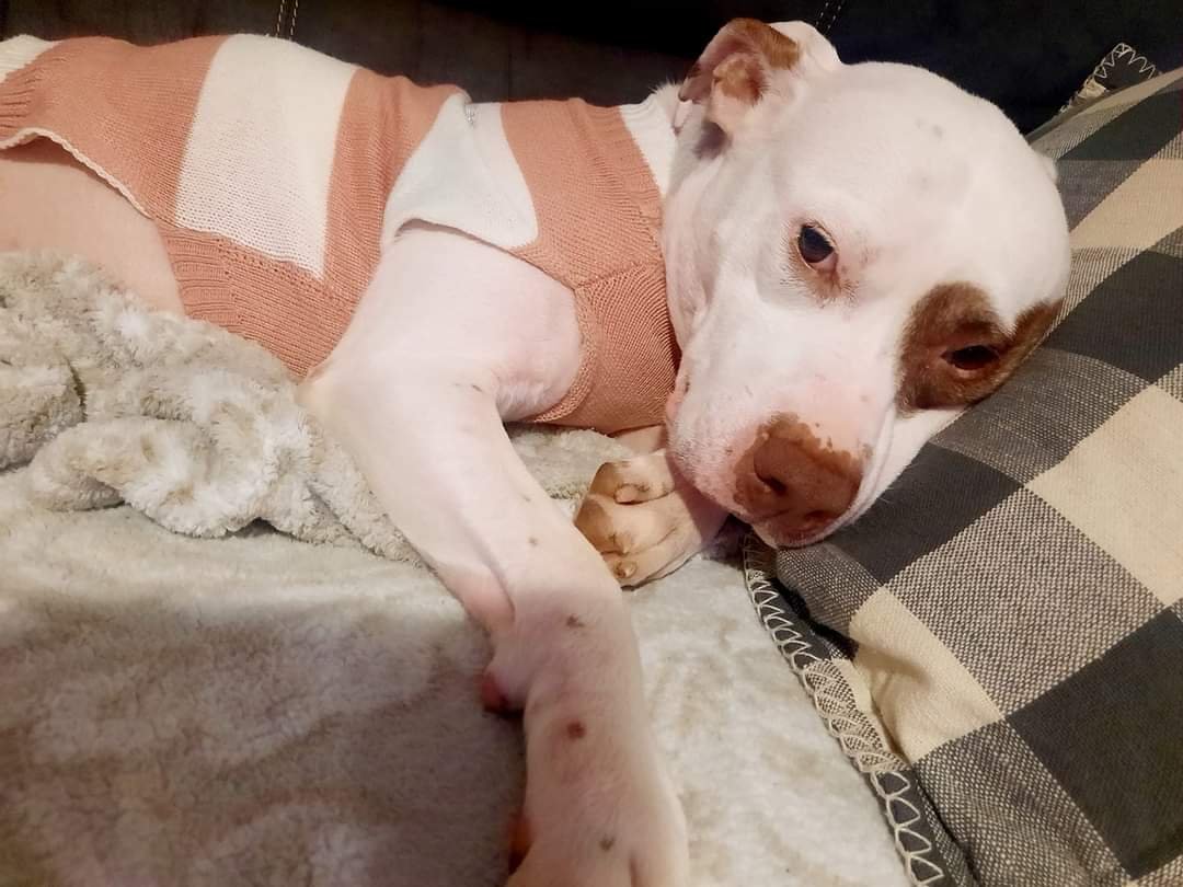 Gypsy, 3 year old Pitbull terrier