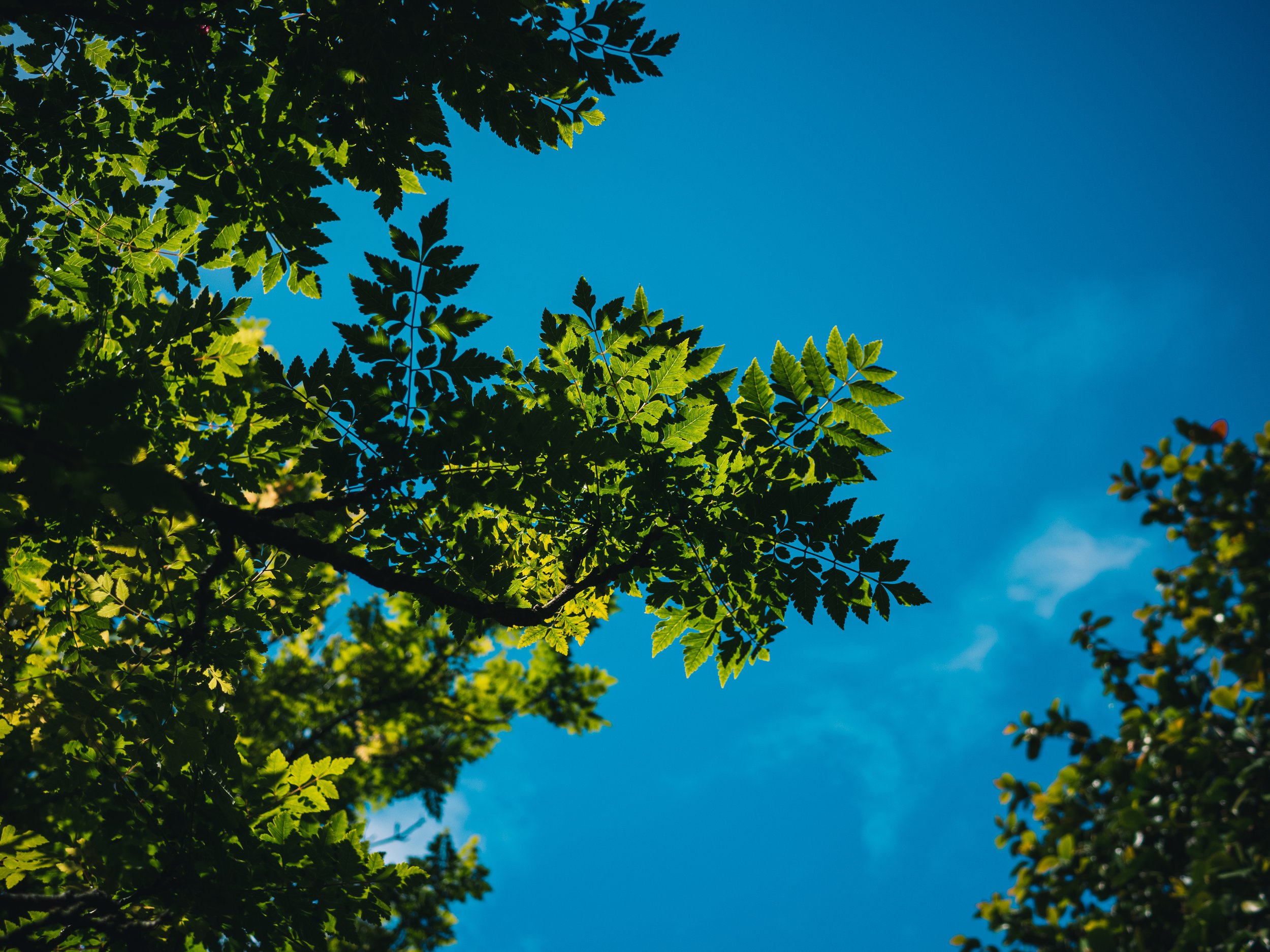 greenery sky tree