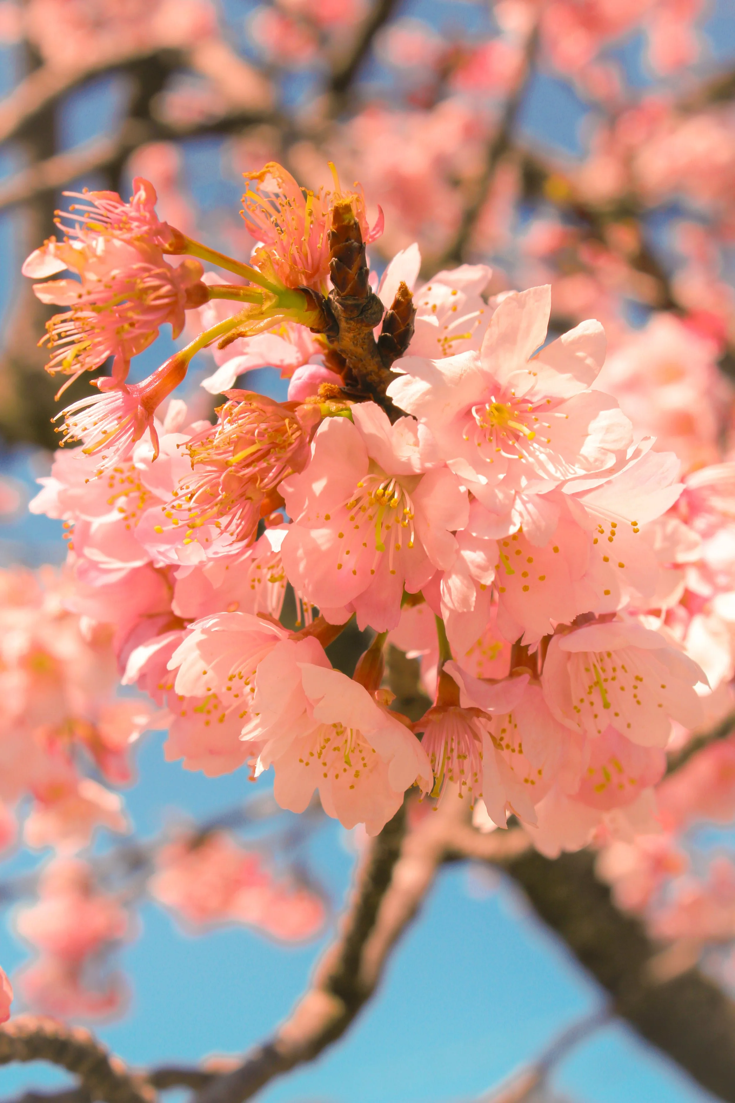 Iconic cherry blossoms!