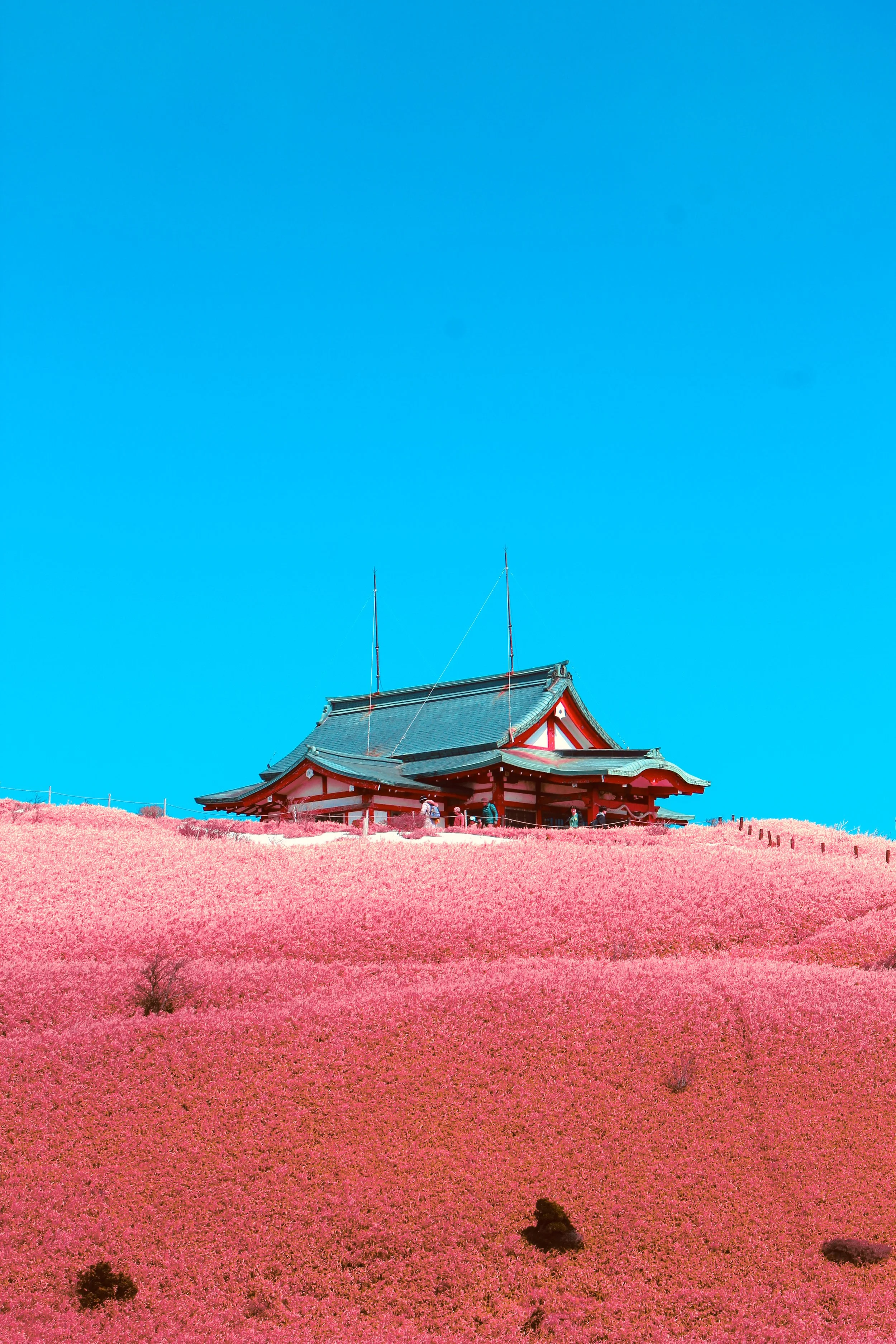 The dojo at the top of the sakura fields